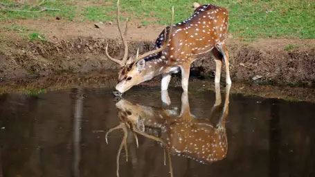 Sariska
